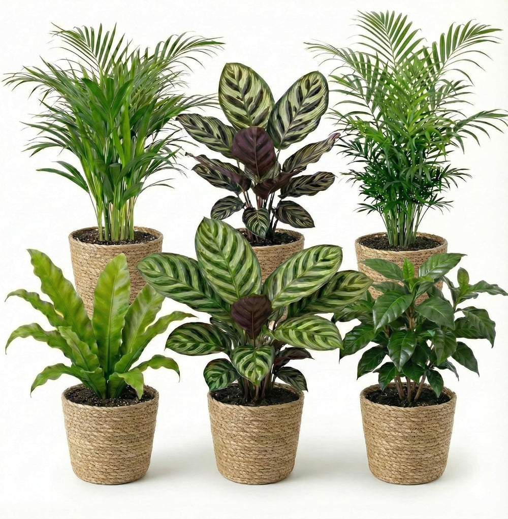Vdvelde.Com - Luftreinigende Pflanzen 6 - Tierfreundliche Grüne Zimmerpflanzen - Einfacher Und Geringer Lichtbedarf - Ø12 Cm ↥Ca.40 Cm