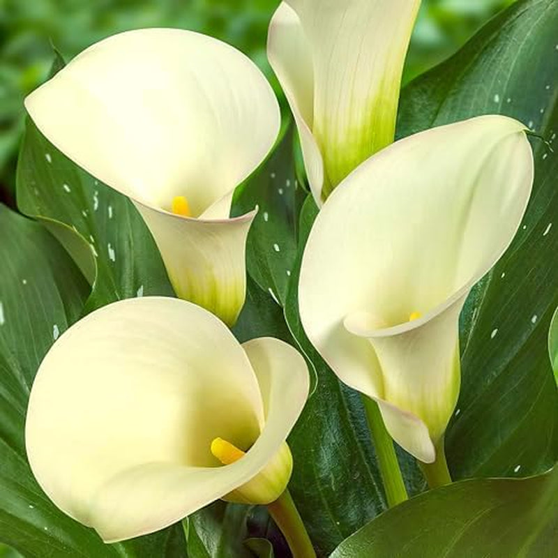 Bulbi de cale, plantă perenă rezistentă - Zantedeschia Orange Passion (Portocaliu) - 5 bulbi de flori mari - Plante adevărate din Olanda - pentru grădină și ghiveci (nu semințe, nu artificiale)