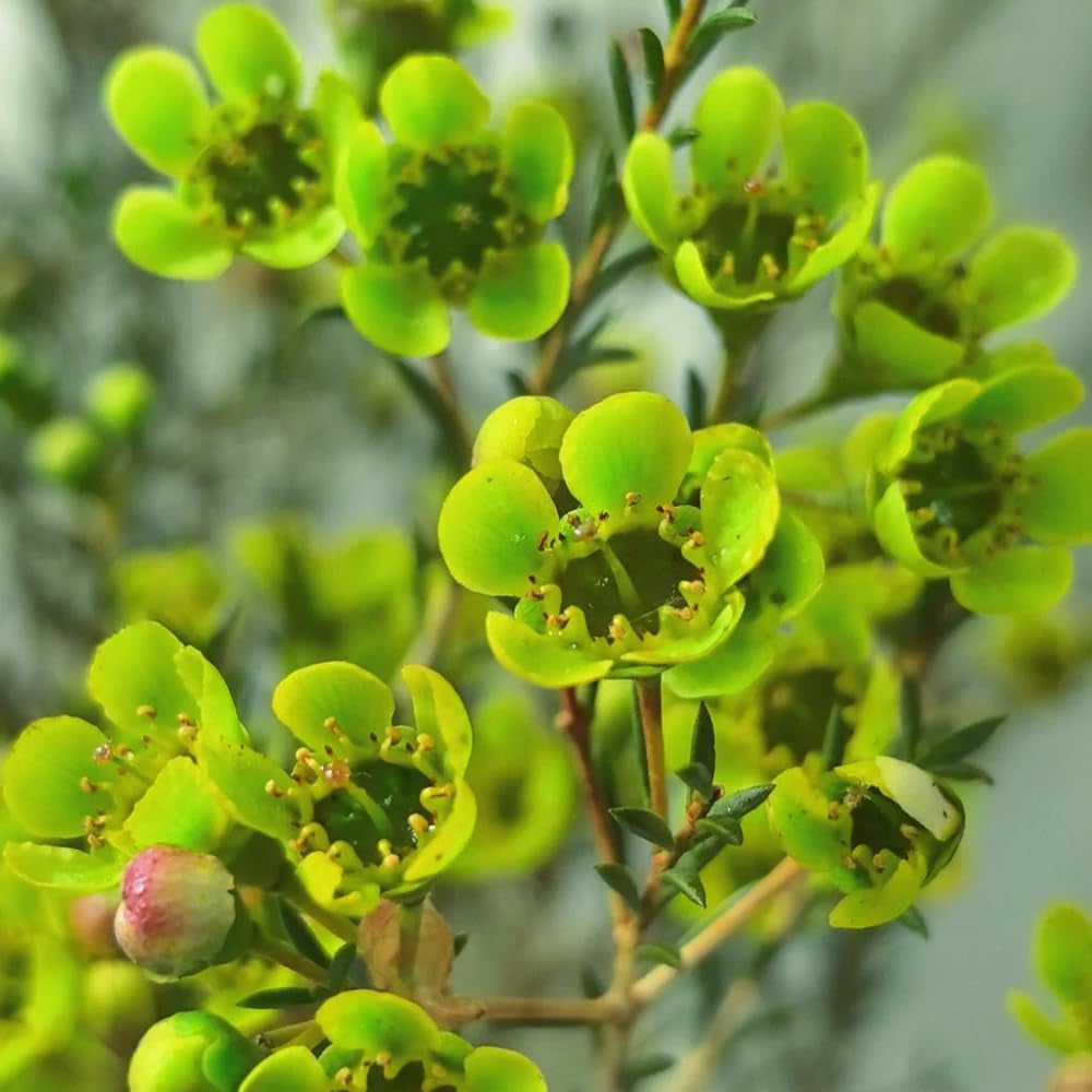 Chamelaucium Uncinatum - Zimmerpflanze Immergrüne Winterharte Gartenblumen Ausgefallene Geschenke Schattenpflanzen Zimmer Balkonpflanzen Frühlingsblumen Garten Baumsamen Bonsai 200Samen
