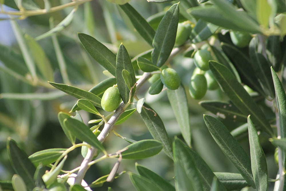 Bloomique - Olea Europaea - Olivenbaum Echt - Gartenpflanzen Winterhart - Höhe 80-90 Cm - Topf 19 Cm