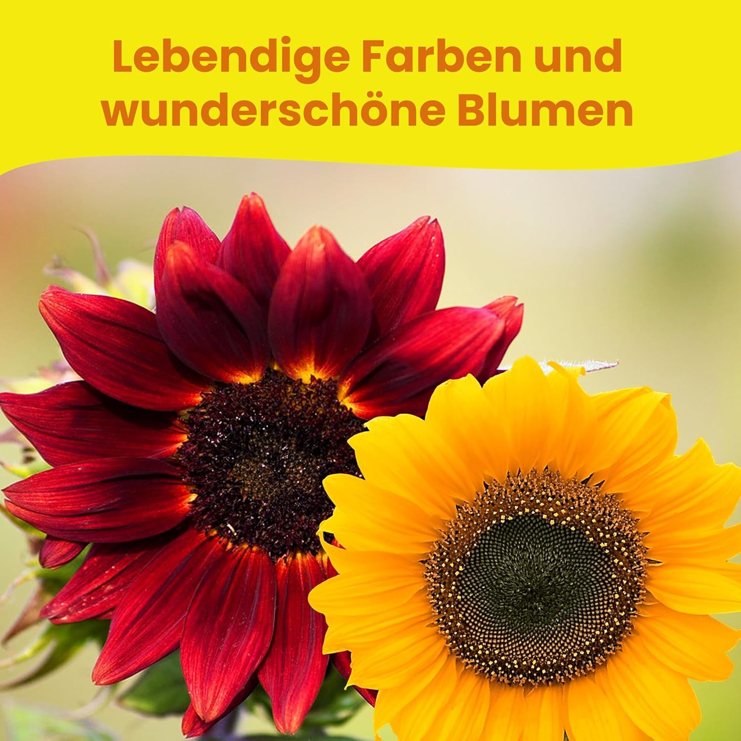 LERAVA® Sonnenblumen Samen Set (4 Sorten) - Riesige gelbe & rote Sonnenblume - Zwerg und Sungold Teddy - Premium Sonnenblumensamen für Garten und Balkon - Blumensamen Geschenk für Hobbygärtner