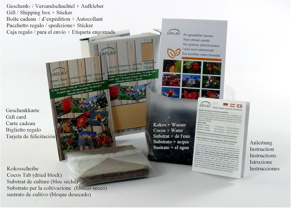 SAFLAX - BIO - Păpădie - 400 semințe - Taraxacum officinale