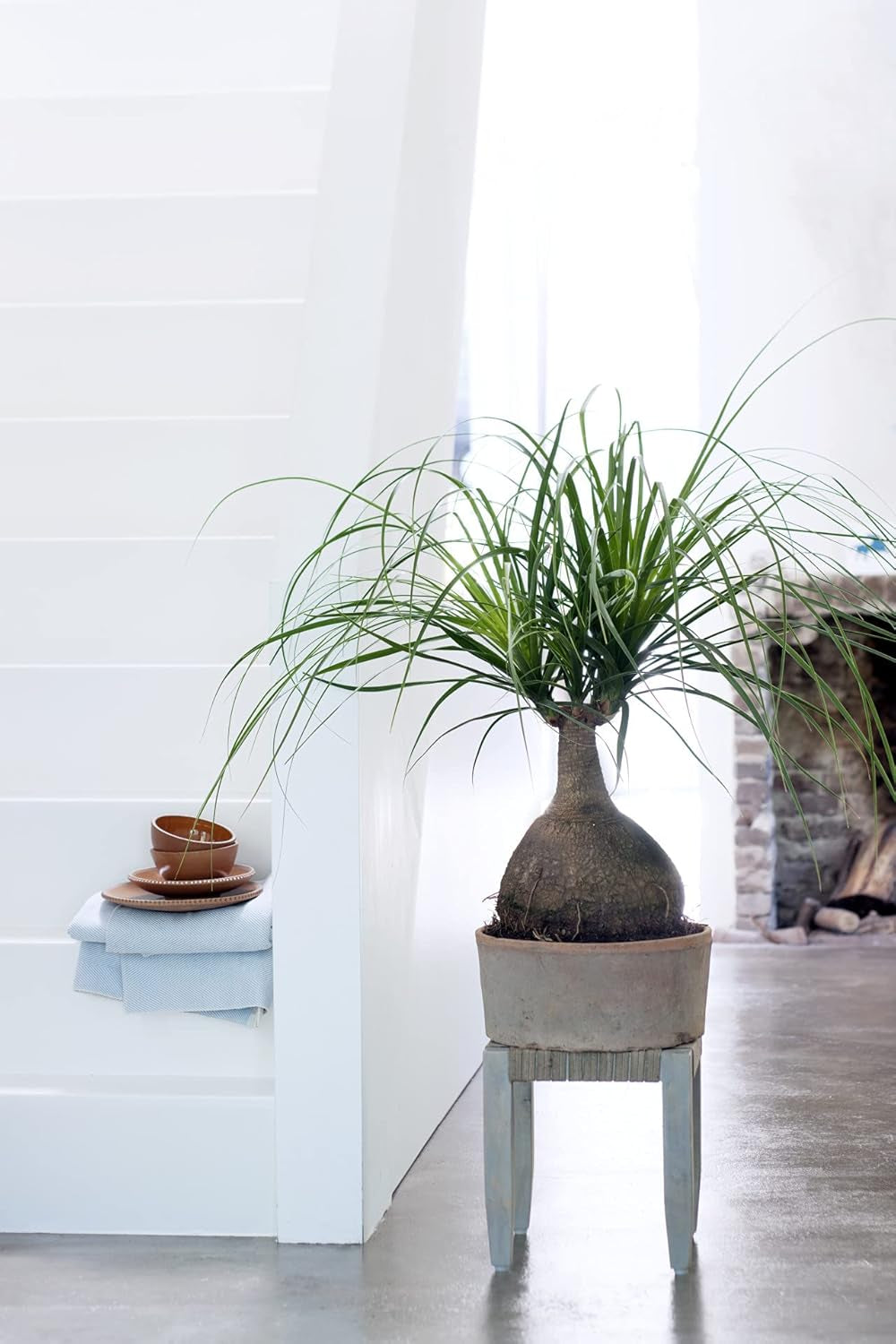 Bloomique - Beaucarnea Recurvata - Elefantenfuß - Zimmerpflanzen - Luftreinigend - Tierfreundlich - Pflegeleicht - 70-90 Cm Hoch - Topf 24 Cm