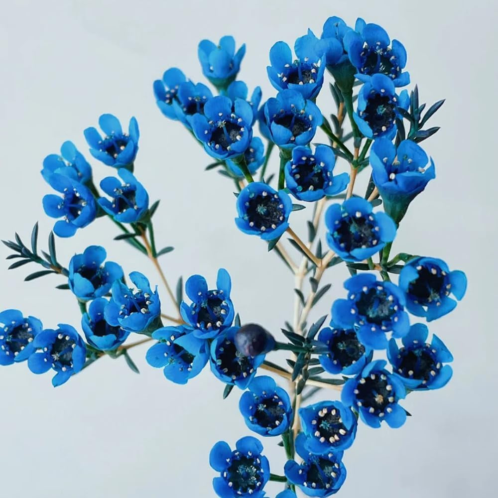 Chamelaucium Uncinatum - Bonsaibaum Kletterpflanzen Schnell Wachsende Sträucher Herbst Deko Wohnzimmer Balkon Garten Baumsamen Bonsai Ausgefallene Geschenke Blumensamen Gastgeschenk 160Samen
