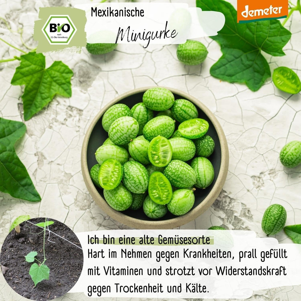 Semințe de castraveți mini mexicani organici, 10 semințe de castraveți gustare, rată mare de germinare, certificate Demeter și polenizate deschis | Semințe de legume de la LOVEPLANTS, pentru balcon, grădină, strat înălțat – Soiuri de legume Heirloom