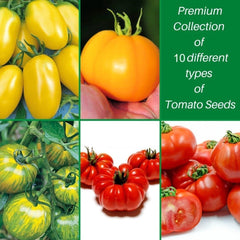 Nojus - Tomaten Samen Set – 10 Sorten – Verschiedene Tomatensamen Starter Kit - 10 Packen – Garten Samen Pflanzen Saatgut – Samen Gemüse Box 10 Sorten – Saatgut Box – Saat/Seeds