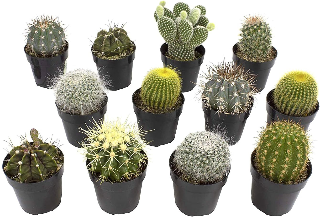 Sortierte Kaktus-Kollektion, 6,3 Cm, 12 Stück
