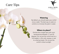 Kolibri Orchids | Weiße Phalaenopsis Orchidee - Amabilis + Elite Topf Gold - Topfgröße Ø9Cm - 40Cm Hoch | Blühende Zimmerpflanze Im Blumentopf - Frisch Vom Züchter