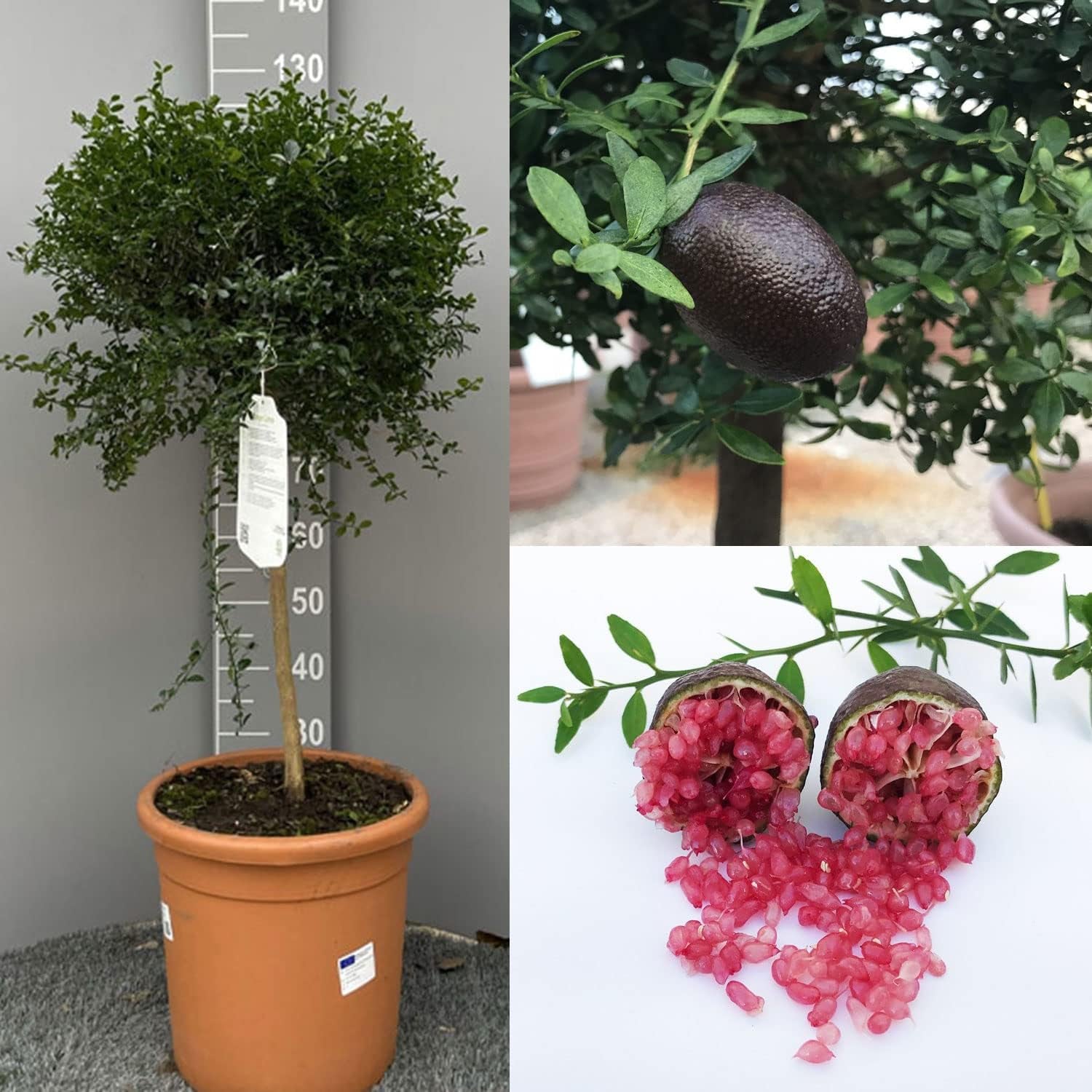 SAVINI VIVAI SAVINI VIVAI Zitronenpflanze, Roter Kaviar, Zitrusbaum, Fingerlimette, Zitronensetzling Im Topf, 20 Cm, Höhe 50–70 Cm, 2 Jahre Veredelung, Hergestellt in Italien