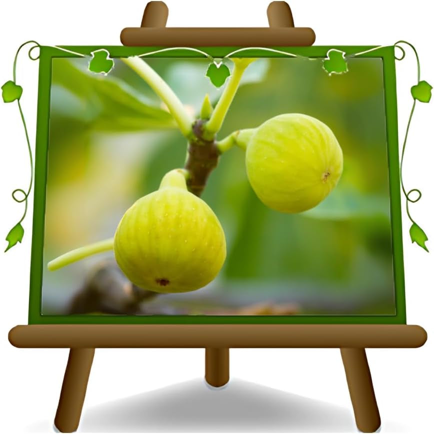 Feigenbaum Fillacciano – Obstpflanze – Alte Sorte Topf Ø 26 Cm, Max. Wuchshöhe 180 Cm – Alter: 4 Jahre - Italienische Baumschule