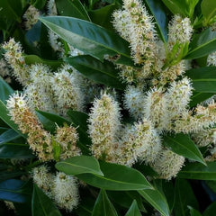 Kirschlorbeer, Prunus Laurocerasus, Stauden Winterhart Mehrjährig Kirschlorbeer Winterhart, Für Sonnige Plätze Pflanzensamen Gartenpflanzen 30Samen