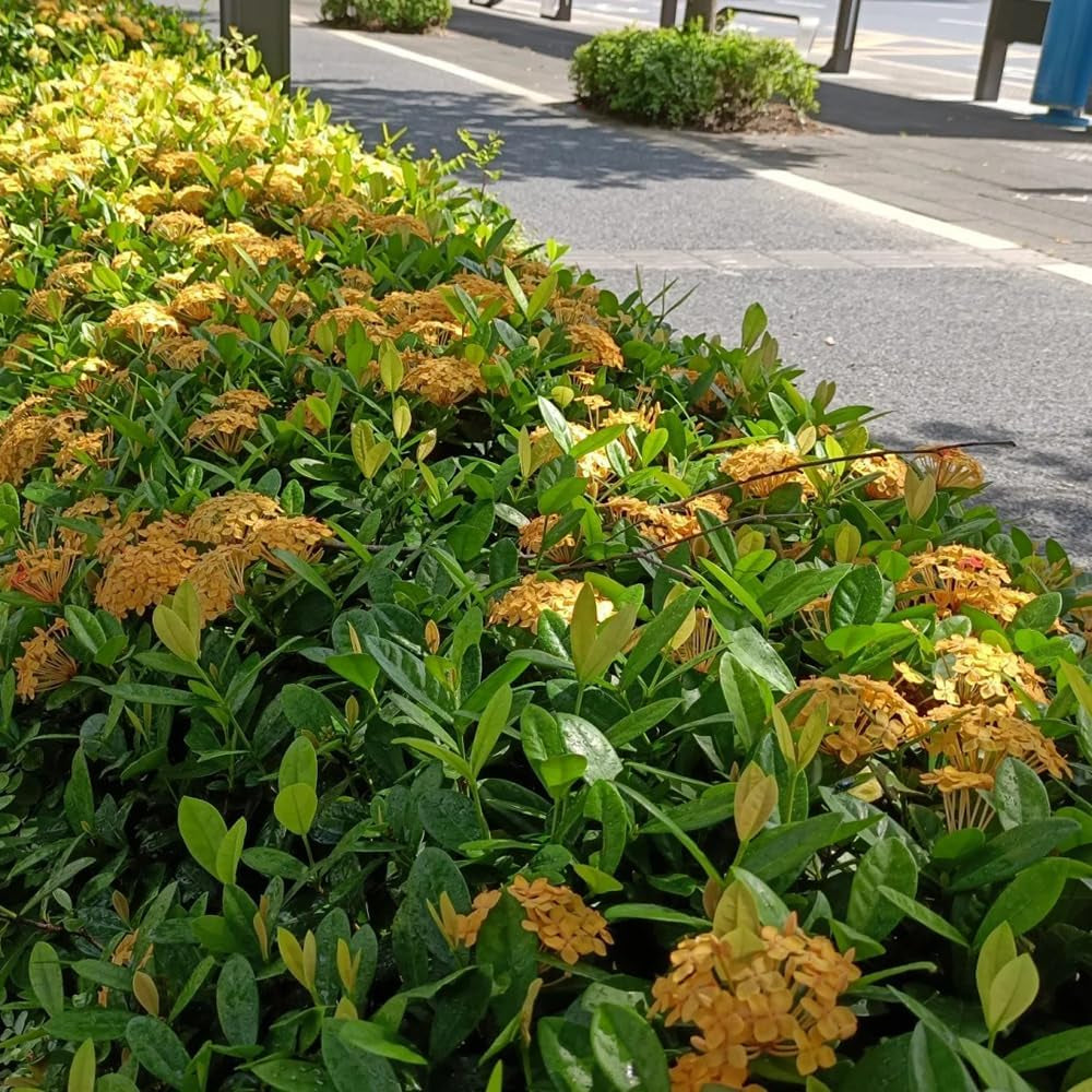 Ixora - Für Sonnige Plätze Sträucher Wildblumensamen Mehrjährig Winterhart Garten Bio 25Samen