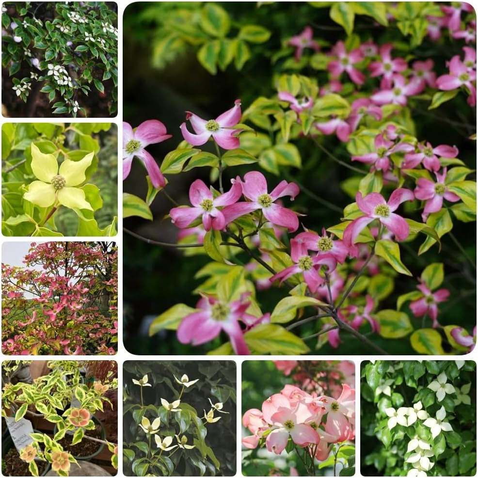 Hartriegelsamen, Steingartenpflanzen Cornus Kousa, Gartenpflanzen Balkonpflanzen Blühende Sträucher Winterhart 500Pcs
