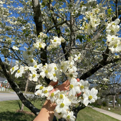Cornus Kousa, Gartenpflanzen Hartriegel, Garten Blühende Sträucher Winterhart Wildblumensamen Mehrjährig 200Samen