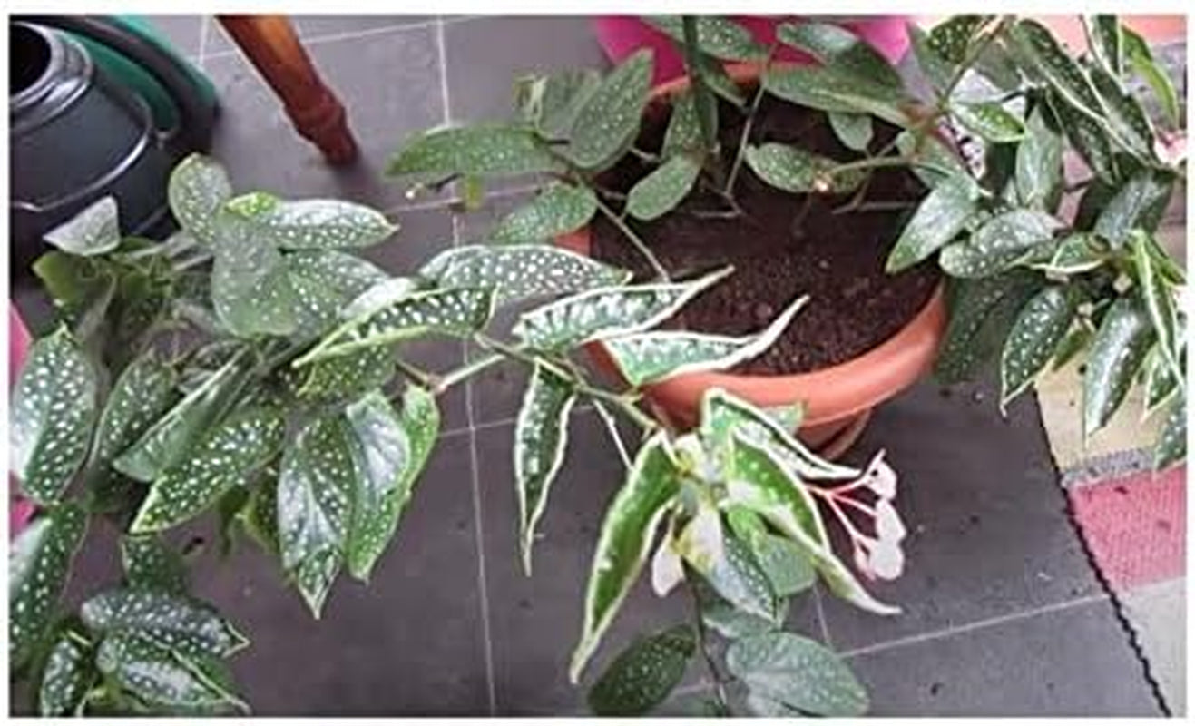 Stk - 10X Begonia Picta Ziersträucher Garten Pflanzen - Samen ID337 -
