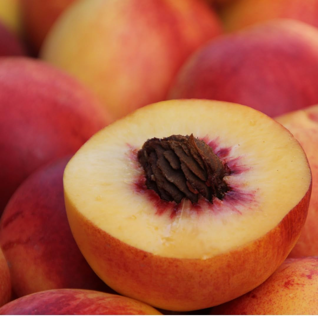Pfirsiche Mit Gelbem Fleisch Fayette - Obstpflanze Alte Frucht Auf Blumentopf 26 Innestata Su Portainnesto - Baum Max 120 Cm - 4 Jahre Anbau Italien