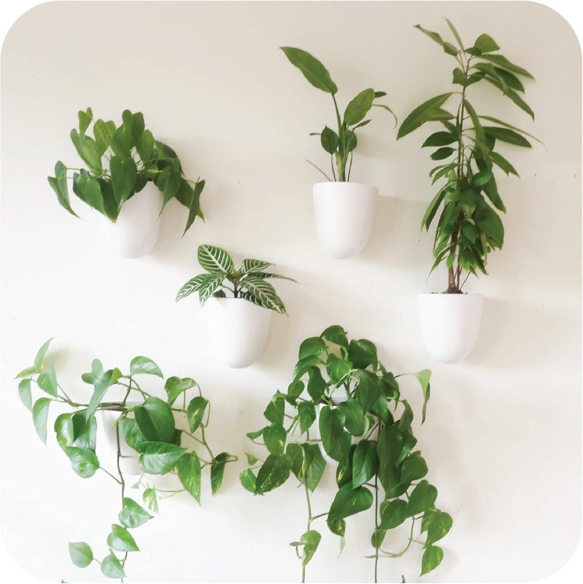 Ghivece de perete cu auto-udare Virgo (Set de 6) - Ușor de udat și instalat - Ușoare - Creează-ți propria grădină verticală - Ghivece de perete pentru plante de interior