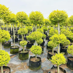 Liguster Heckenpflanzen Luftreinigende Zimmerpflanzen Liguster Büropflanzen Immergrüne Seltene Gartendeko Für Draußen Winterharte Garten Deko Pflanzensamen Bodendecker 200Samen