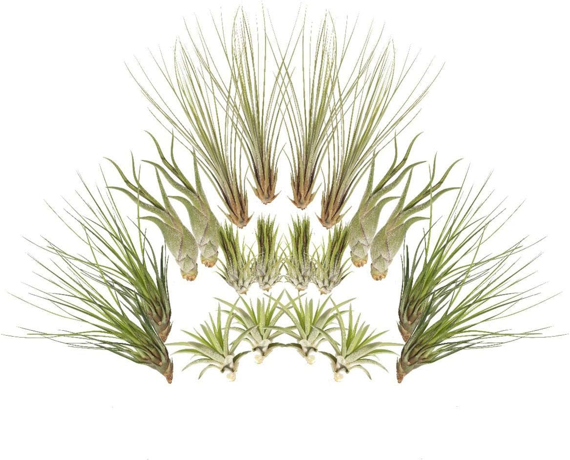 Tillandsien 20Er-Mix, Tilliandsia, Bromeliengewächs