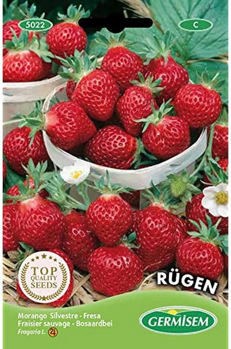 Erdbeere RÜGEN