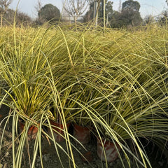 Carex Oshimensis Evergold Winterharte Ziergräser Für Kübel Sichtschutz Winterfeste Immergrüne Sträucher Winterhart Steingartenpflanzen Herbst Deko Winterharte Kübelpflanzen Seltene 200Samen