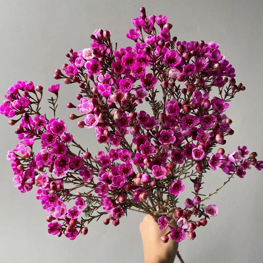 Chamelaucium Uncinatum Garten Baumsamen Bonsai Gartendeko Für Draußen Schnell Wachsende Sträucher Winterharte Kübelpflanzen Blumensamen Gastgeschenk Topfpflanzen Nachhaltige Geschenke 300Samen