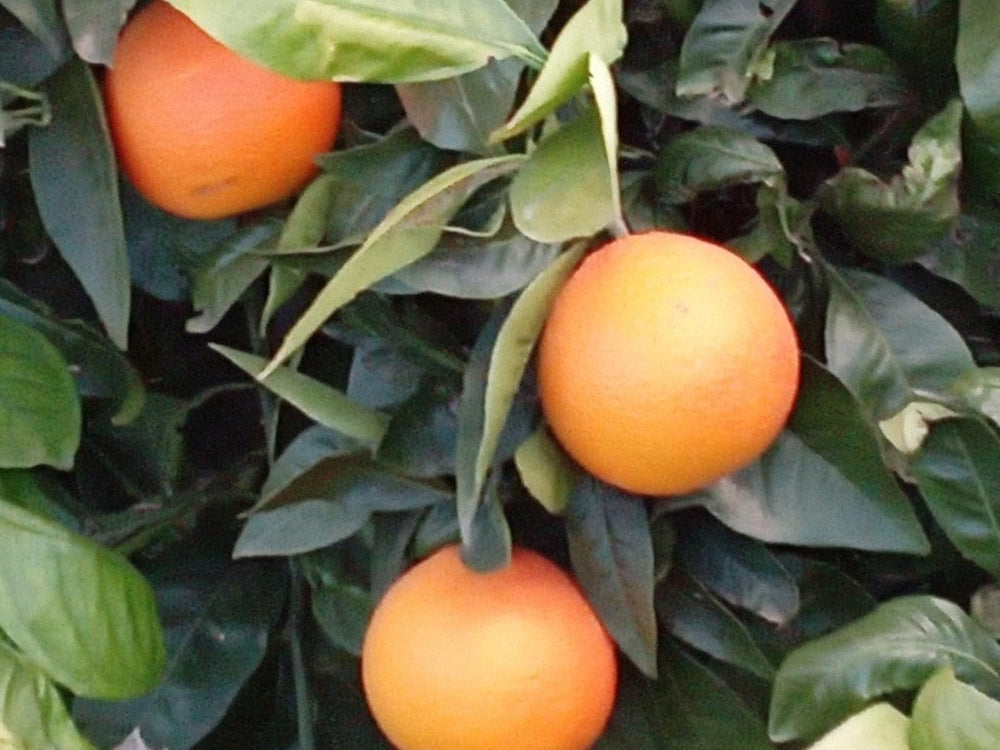 Zitrusorange – Washington Nabel Obstbäume Höhe: 60~80 Cm Vase: Durchmesser 22 Cm