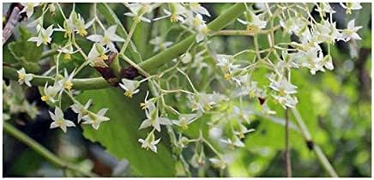 Stk - 10X Begonia Glabra Ziersträucher Garten Pflanzen - Samen ID330 -