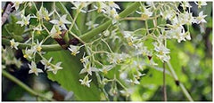 Stk - 10X Begonia Glabra Ziersträucher Garten Pflanzen - Samen ID330 -