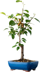 KENTIS - Birnenbonsai - Pyrus Domestica - Echter Dekorativer Freilandbonsai - Echte Obstpflanzen - H 43-50 Cm Topf Ø 21 Cm