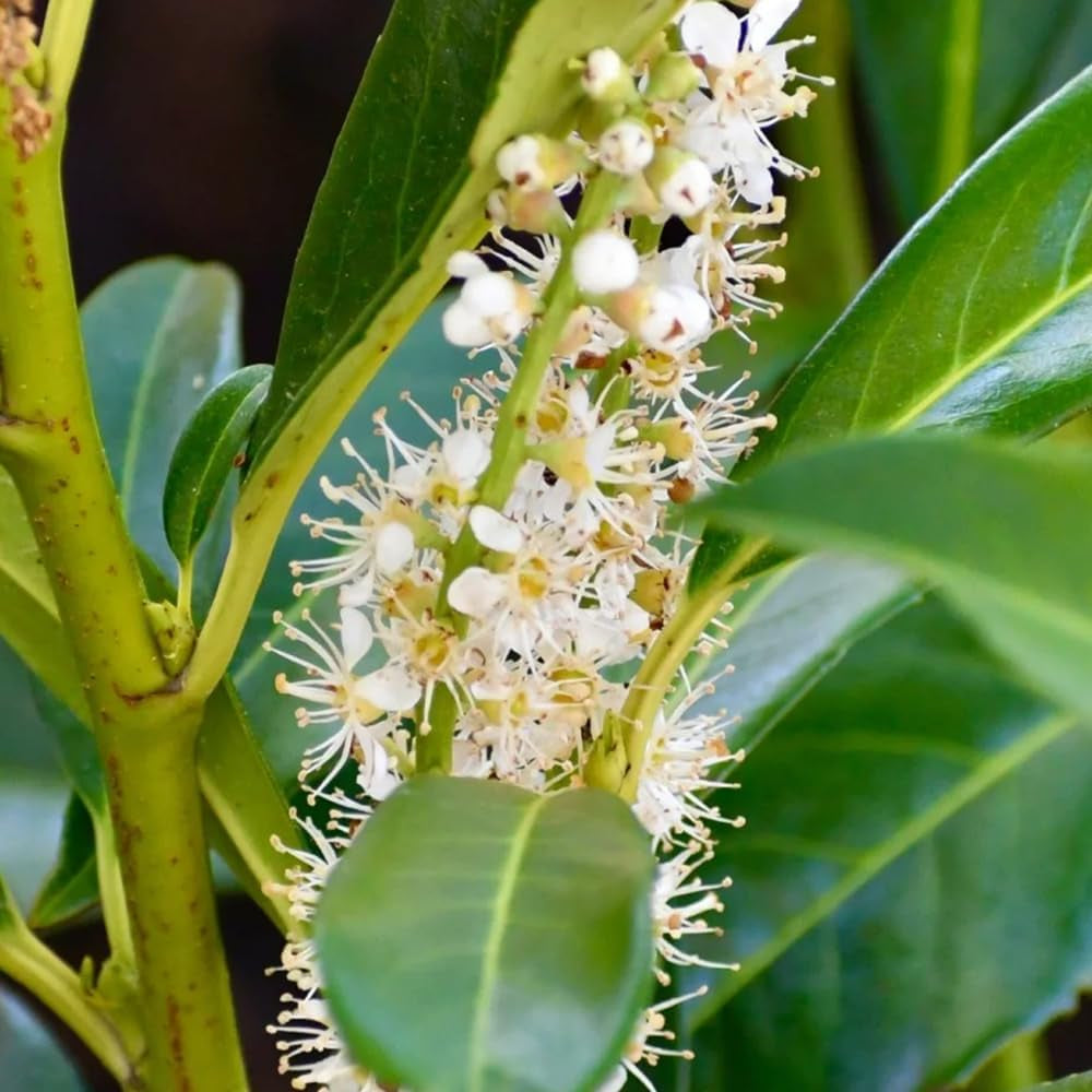 Kirschlorbeer, Prunus Laurocerasus, Blühende Sträucher Kirschlorbeer Winterhart, Steingartenpflanzen Pflanzensamen Exotische 250Samen