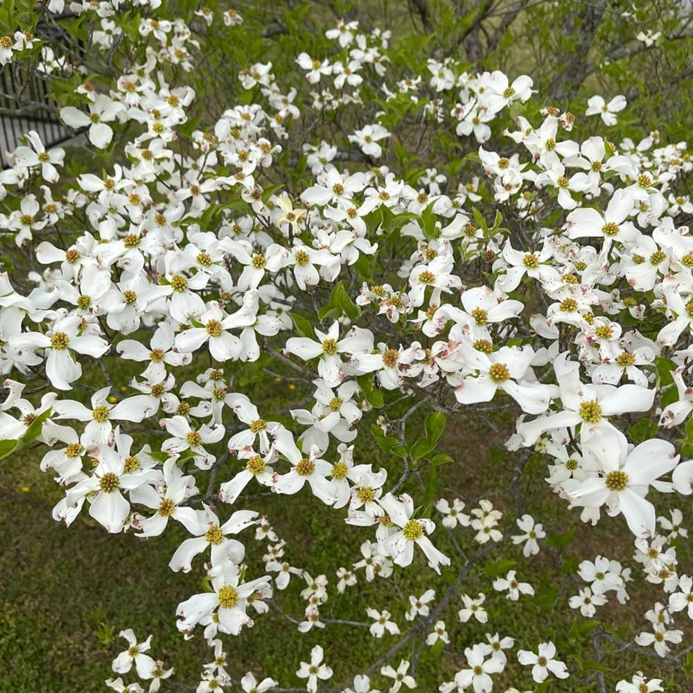 Cornus Kousa, Gartenpflanzen Hartriegel, Garten Blühende Sträucher Winterhart Wildblumensamen Mehrjährig 200Samen