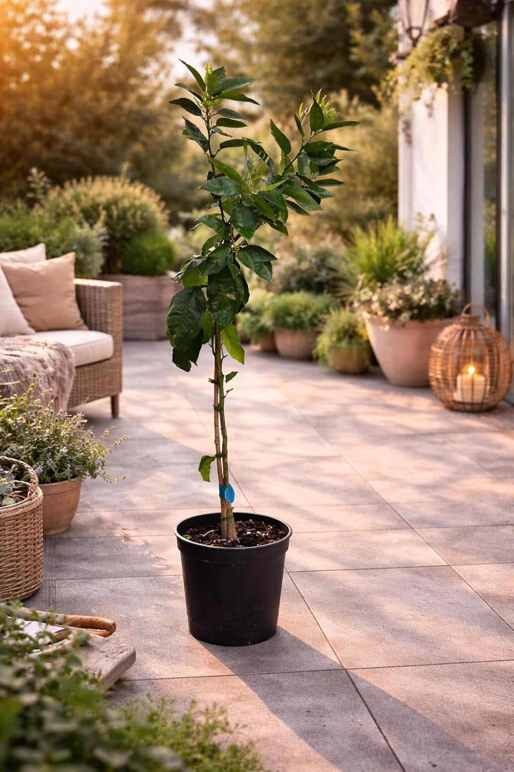 Mandarinenbaum 100–140 Cm Im Topf C17 – Citrus Reticulata – Mandarinen Pflanze Winterhart Bedingt, Immergrünes Zitrusbäumchen Für Balkon & Terrasse, Aromatische Früchte