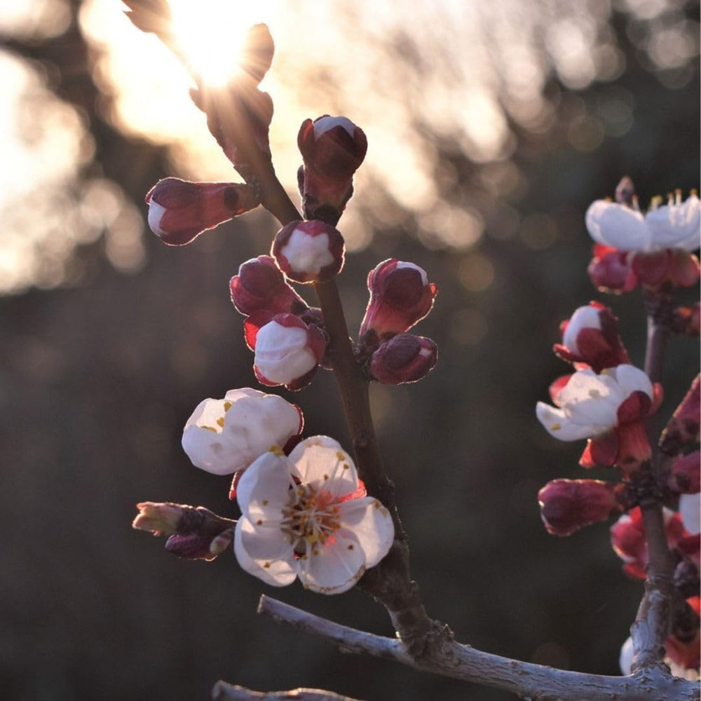 Aprikosenbaum Fracasso Obstbaum Im Topf 26 Cm Höhe Ca. 180 Cm – Alter 4 Jahre - Italienische Gärtnerei
