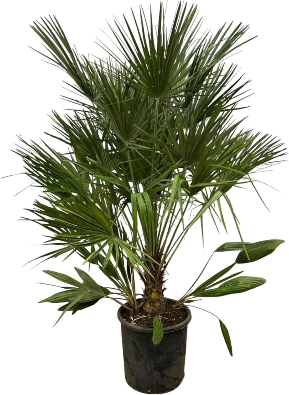 Trendyplants - Chamaerops Humilis - Höhe 150-170 Cm - Europäische Zwergpalme - Winterhart - Gartenpflanze - Topfgröße Ø28Cm