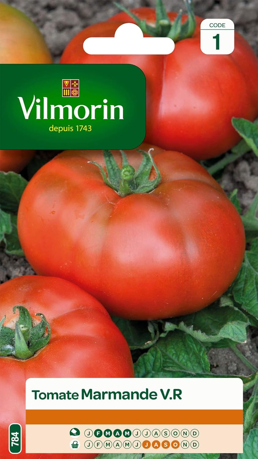 - Tomate Marmande - Variété Précoce - Gros Fruit Côtelés - Chair Parfumé Et Fruitée - Rendite Jusqu'À 2 Bis 4 Kg Par Pied -Résistante Au Verticillium - Idéal Pour Les Farcis