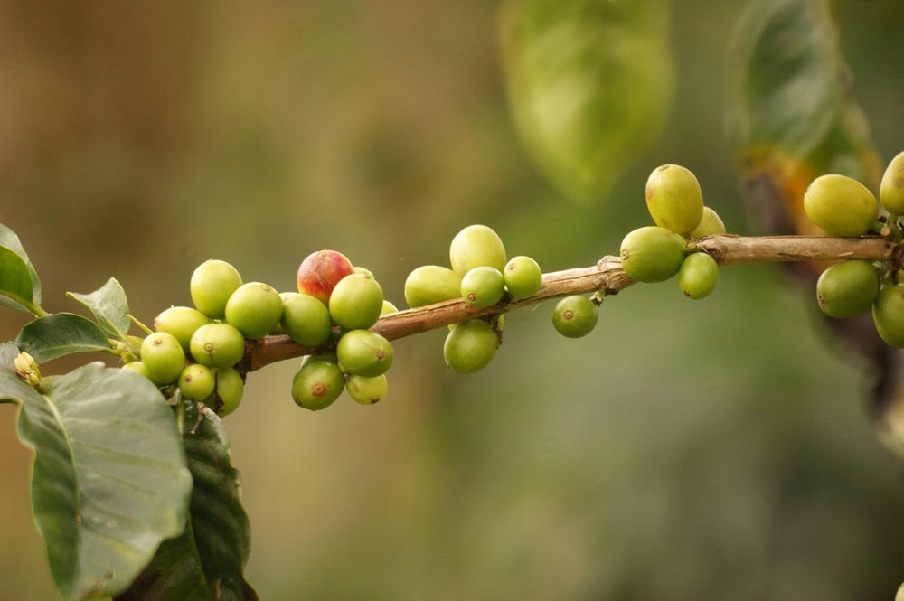 Kaffeespezialität Aus Südamerika - Kolumbien, Dem Kaffee-Dreieck Der Aromen (Ganze Bohne,1000 Gramm) - Länderkaffee - Spitzenkaffee - Säurearm - Schonend Und Frisch Geröstet