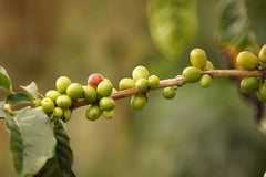 Kaffeespezialität Aus Mittelamerika - Guatemala, Dem Land Der Maya (Ganze Bohne,500 Gramm) - Länderkaffee - Spitzenkaffee - Säurearm - Schonend und Frisch Geröstet