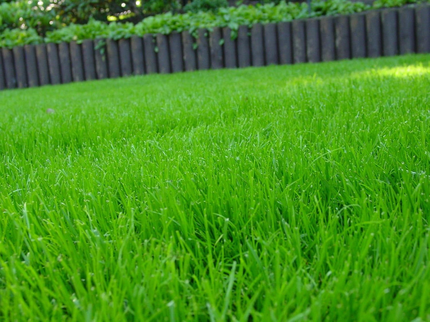 Rasen Berliner Tiergarten Grassamen Rasensamen Rasensaat Gras 2,5Kg - Eleganter Zierrasen - Qualität Zum Fairen Preis !