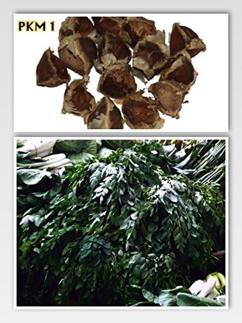 500 Samen Meerrettichbaum -Moringa Oleifera- >>>Der Vitaminbaum Der Sehr Schnell Wächst<<<