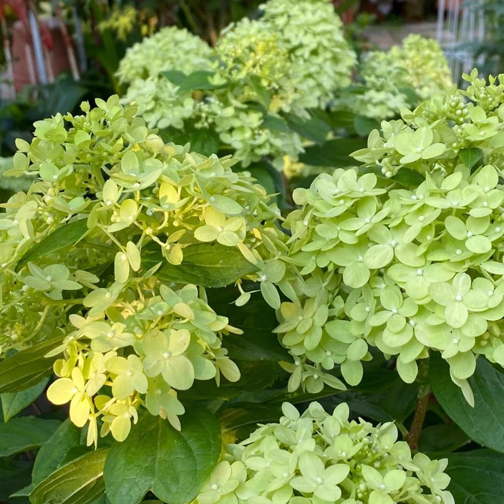 Rispenhortensie Frühlingsblume Winterharte Kübelpflanzen Hydrangea Paniculata Deko Blumenwiese Mehrjährig Topfpflanzen Hecken Kletterpflanzen Steingartenpflanzen Wiesensaatgut Garten 250Samen