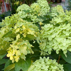 Rispenhortensie Frühlingsblume Winterharte Kübelpflanzen Hydrangea Paniculata Deko Blumenwiese Mehrjährig Topfpflanzen Hecken Kletterpflanzen Steingartenpflanzen Wiesensaatgut Garten 250Samen