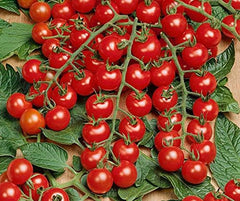La Verde MEIN GARTEN UND ICH. Mini Tomatensamen Für Ca. 10 Pflanzen, Robuste Cherrytomate, Süß-Fruchtige Früchte, Saatgut Ohne Gentechnik