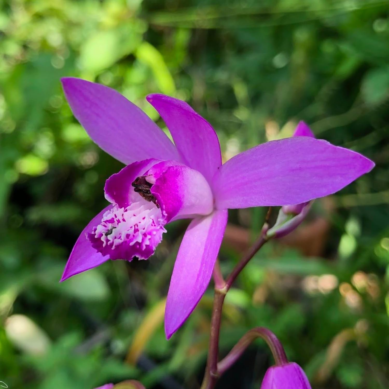 Blumenzwiebeln | Zwiebeln von den besten niederländischen Produzenten | Auswahl und Qualitätskontrolle | Blühgarantie. (15 Crocosmia Mischung)