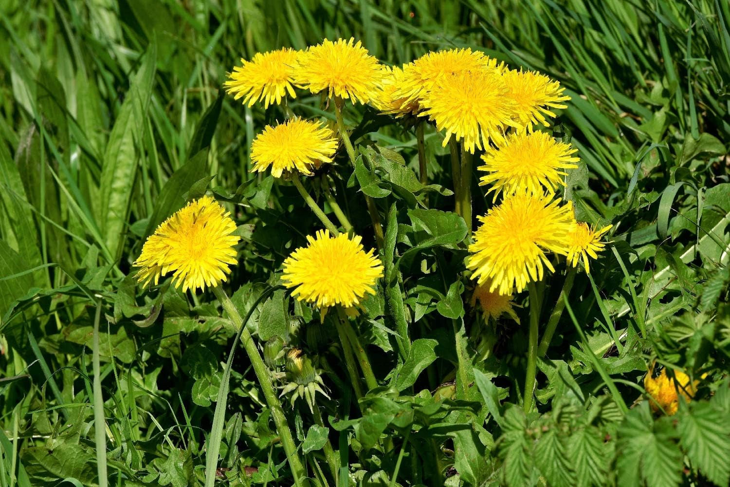SAFLAX - BIO - Păpădie - 400 semințe - Taraxacum officinale