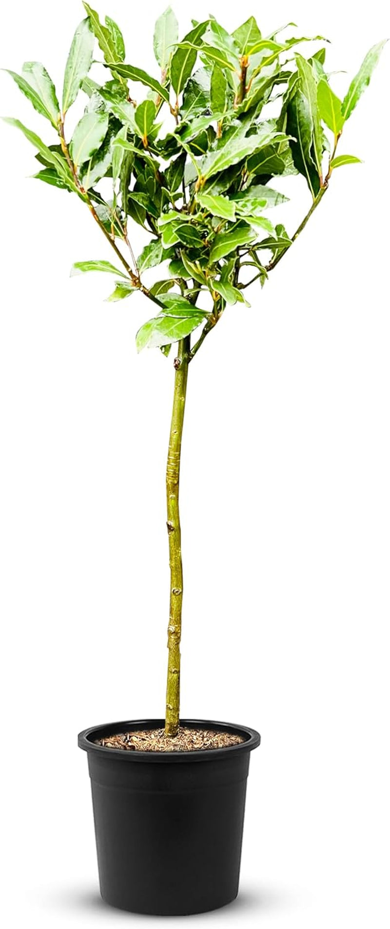 Tropictrees - Laurus Nobilis – Echter Lorbeerbaum Ca. 100 Cm Hoch Inkl. Topf – Winterhart & Immergrün – Mediterrane Kübelpflanze Für Garten, Terrasse & Balkon – Pflegeleicht & Duftet Aromatisch