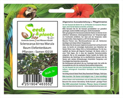 Stk - 3X Sclerocarya Birrea Marula Baum Elefantenbaum Pflanzen - Samen ID218 -