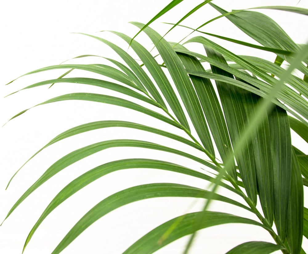 Trendyplants - Kentia Palme - Howea Forsteriana - Zimmerpflanze - Höhe 150-170 Cm - Topfgröße Ø21Cm