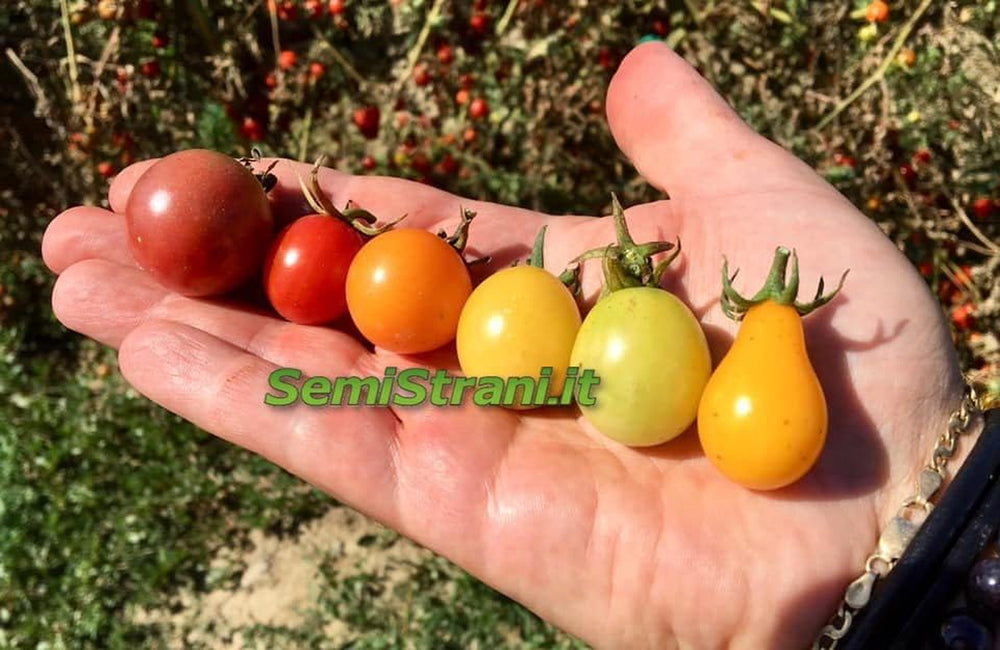 200 TOMATENSAMEN in 20 SELTENE SORTEN REICH an NÄHRSTOFFKONSTANTEN + LEITFADEN: ITALIENISCHE RIESENTOMATE, KRIMSCHWARZ, GRÜNES ZEBRA, INDIGO ROSE, CHEROKEE PURPLE, ROMA, SAN MARZANO Usw