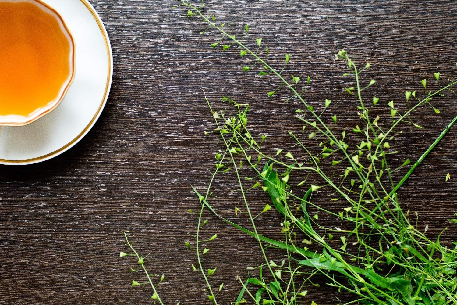 SAFLAX - Heilpflanzen - Hirtentäschel - 1000 Samen - Capsella Bursa-Pastoris